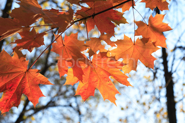 Autumn Maple Leaves Stock photo © cosma