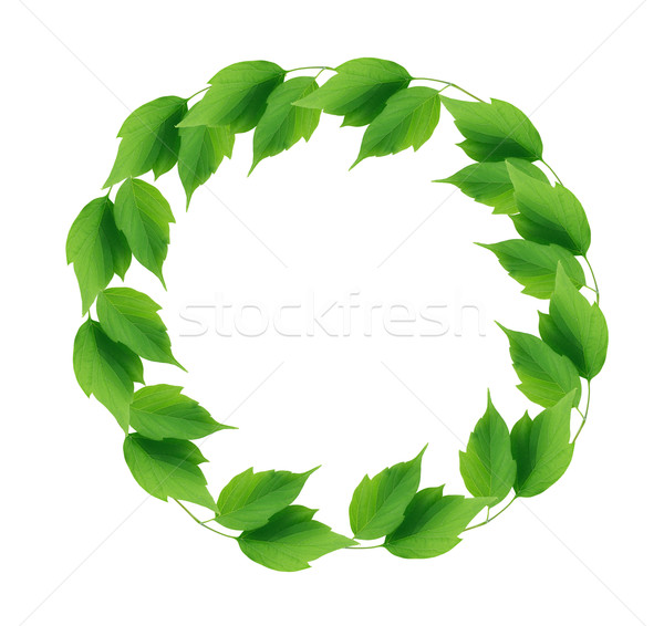 Zöld levelek keret gyönyörű kör képkeret erdő Stock fotó © cosma