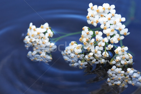 Flowers On Water Stock photo © cosma