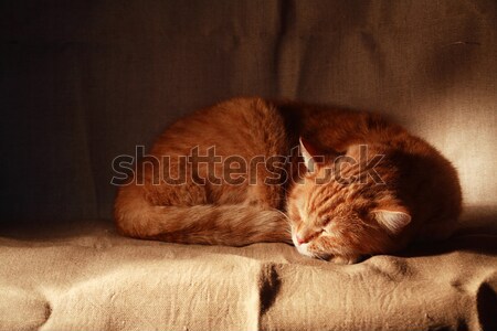 Sweet Dream Stock photo © cosma