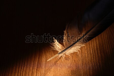 Feather On Dark Stock photo © cosma
