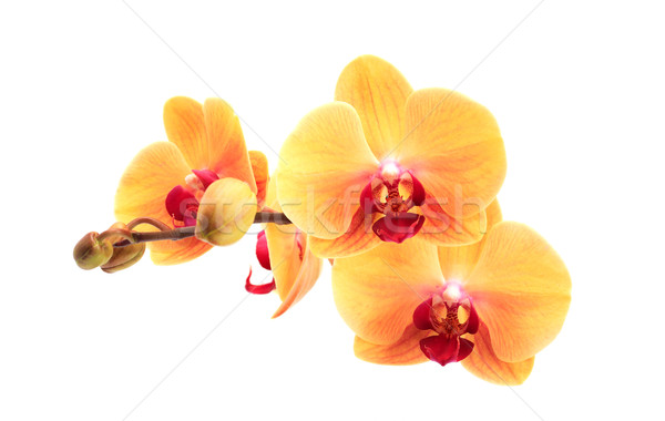Yellow Orchid Stock photo © cosma