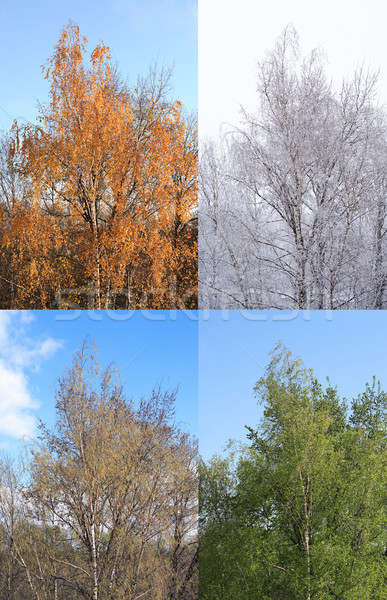 Four Seasons Stock photo © cosma
