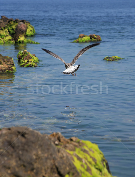 Gull Above Sea Stock photo © cosma