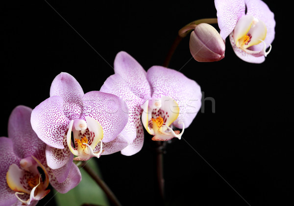 Orchid Blossoming Stock photo © cosma