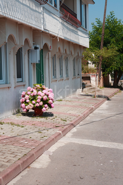 Flowers On The Street Stock photo © cosma