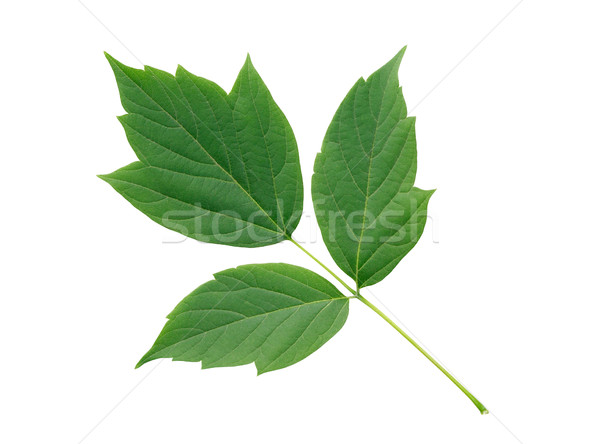 Green Leaves Isolated Stock photo © cosma