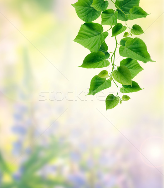 Green Leaves Stock photo © cosma