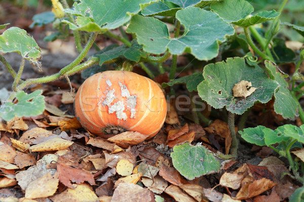 Pumpkin On Garden Bed Stock photo © cosma