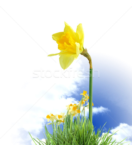 Blooming Daffodils Stock photo © cosma