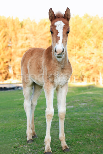 A Colt With Sprawling Legs Stock photo © cosma