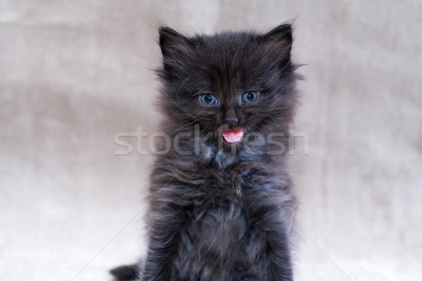 Stock foto: Kitty · Leinwand · nice · wenig · schwarz · Gesicht