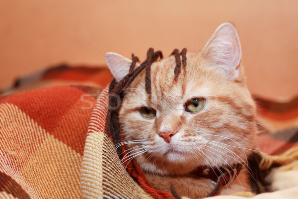 Zenzero gatto domestico divertimento ritratto faccia Foto d'archivio © cosma