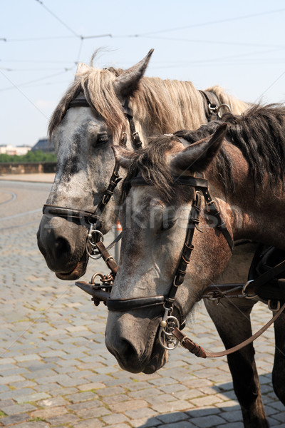 Carriage Horses Stock photo © cosma