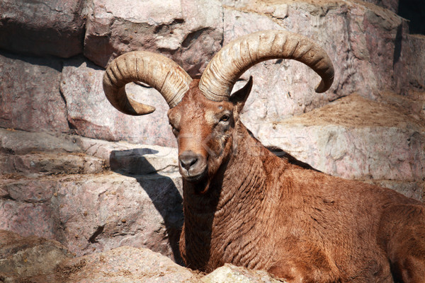 Caucasiano cabra rocha olhando Foto stock © cosma