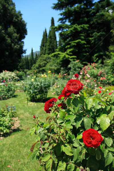 Rose parco bella rose rosse Bush giardino botanico Foto d'archivio © cosma