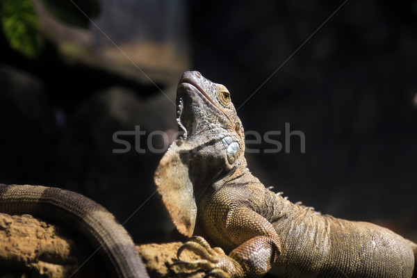 Iguana buio primo piano legno foresta natura Foto d'archivio © cosma