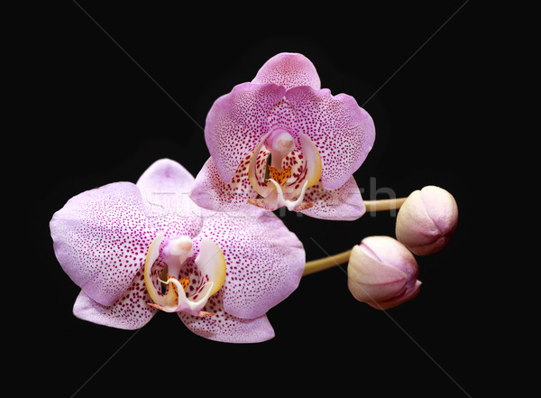 Orchid Blooming Stock photo © cosma