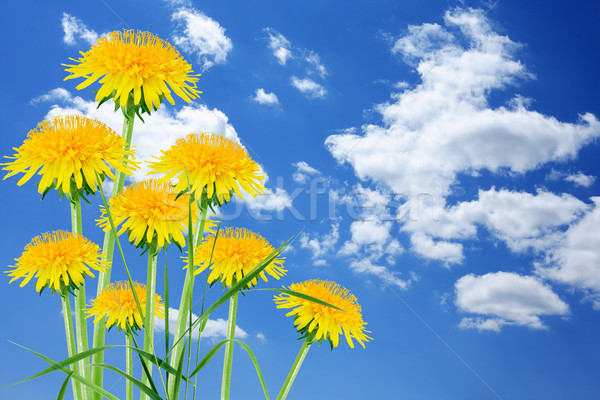 Pissenlits ciel belle ciel bleu nuages [[stock_photo]] © cosma