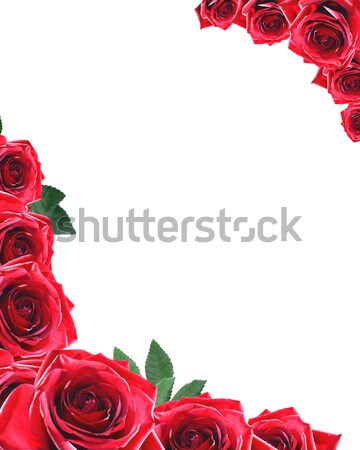 Roses Frame Stock photo © cosma