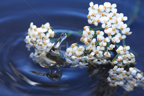 Blumen über Wasser weiß Wildblumen Wasseroberfläche Stock foto © cosma