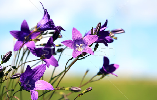 Summer Wild Flowers Stock photo © cosma