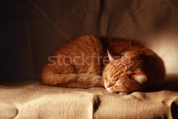 Sweet Dream Stock photo © cosma
