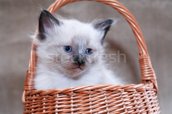 貓咪 籃 尼斯 小 帆布 商業照片 © cosma