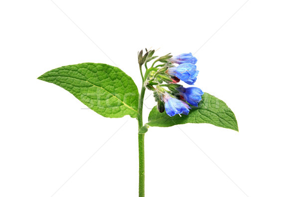 Dziki kwiat piękna niebieski zielone liście biały kwiat Zdjęcia stock © cosma