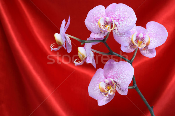 Orchid On Red Stock photo © cosma