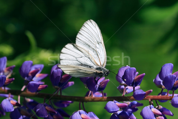 Cabbage White Butterfly Stock photo © cosma