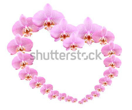 Stock fotó: Orchidea · szív · szeretet · szív · alak · rózsaszín · virágok