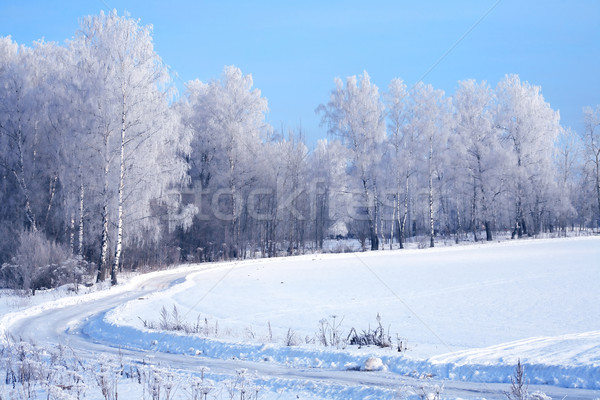 Stock photo: Winter Forest