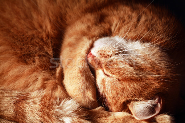 кошки спящий внутренний имбирь лице Сток-фото © cosma