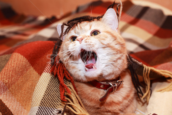 Zenzero gatto domestico divertimento ritratto faccia Foto d'archivio © cosma