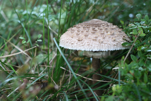 Muchomor lasu zielona trawa tle roślin Zdjęcia stock © cosma