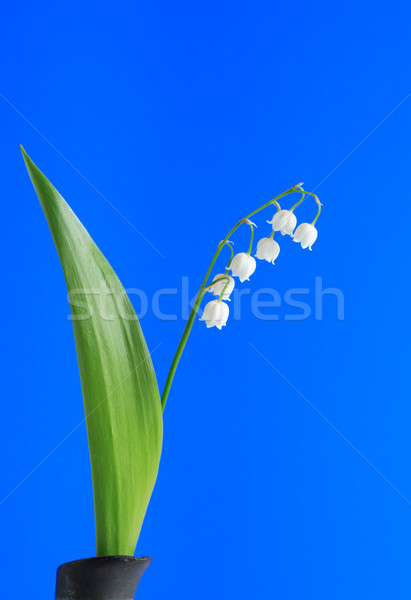 Lily-Of-The-Valley On Blue Stock photo © cosma
