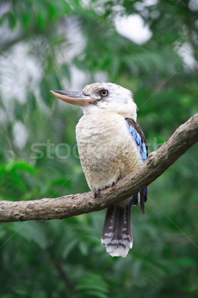 Vogel boom mooie grijs ijsvogel Stockfoto © cosma