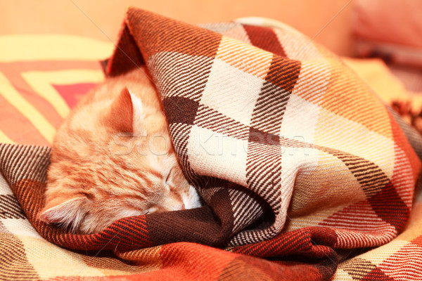 Macska kockás gyömbér házimacska alszik ágy Stock fotó © cosma