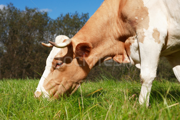 Cow On Pasture Stock photo © cosma