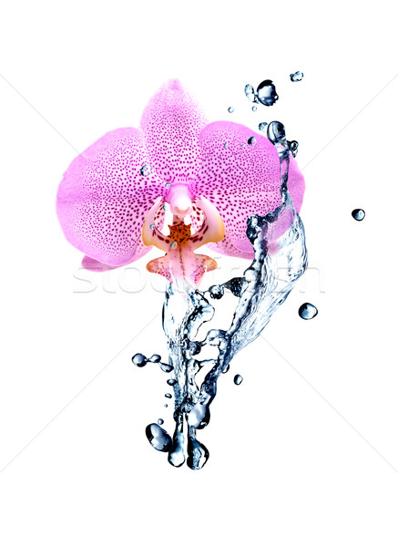 Orchid And Water Stock photo © cosma