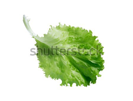 зеленый салата Салат лист белый Сток-фото © cosma