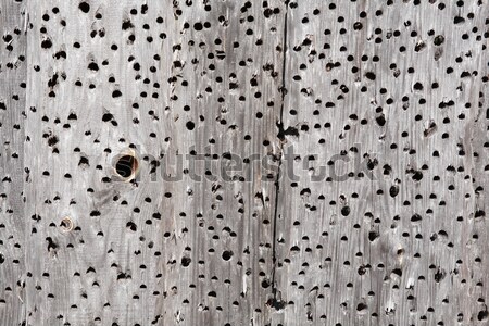 Fa háttér száraz szürke fából készült deszkák textúra Stock fotó © cosma