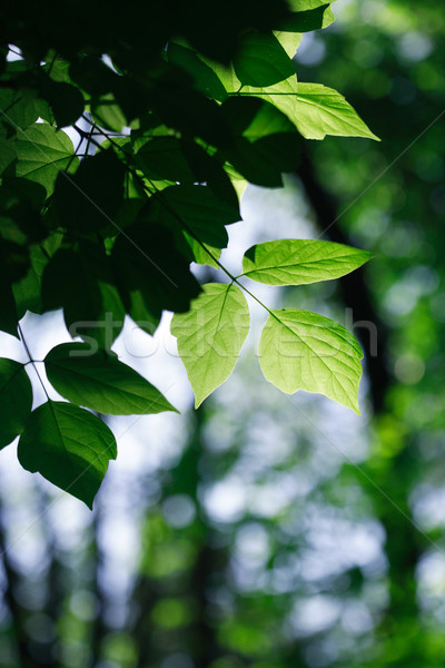 Zöld levelek nyár szép erdő napfény tavasz Stock fotó © cosma