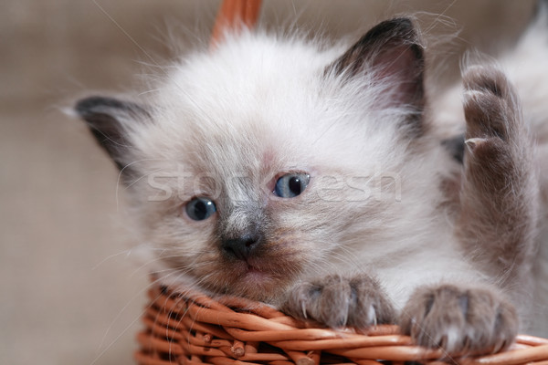 Mand mooie klein witte poesje Stockfoto © cosma
