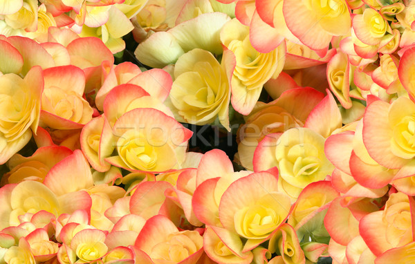 Flower Background Stock photo © cosma