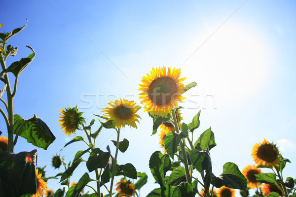Sunflowers Stock photo © cosma