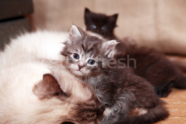Cica anya macskák család pár szép Stock fotó © cosma