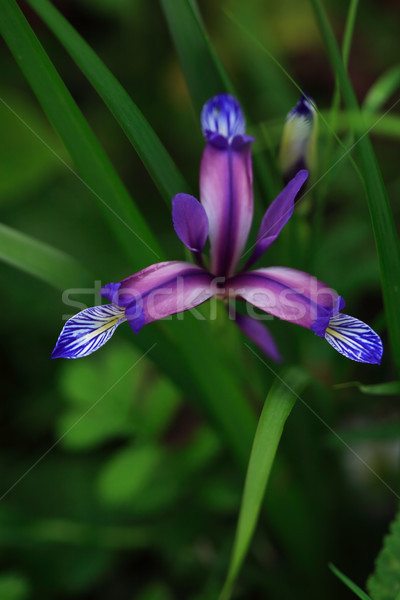 Beautiful Wildflower Stock photo © cosma