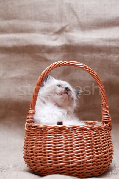 Cica kosár szép kicsi fonott vászon Stock fotó © cosma
